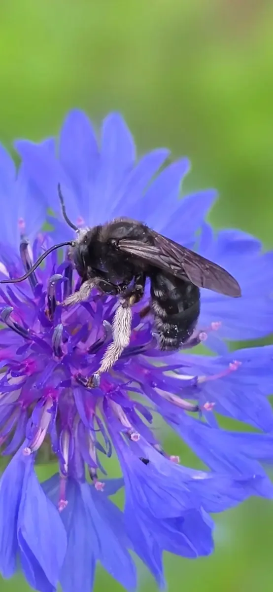 Pollinator habitat and native plant activity
