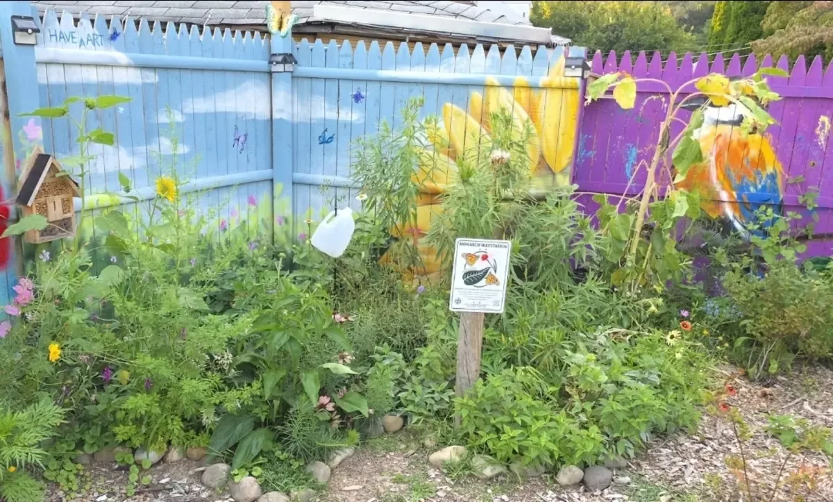 Butterfly education at Green Neighbors Network